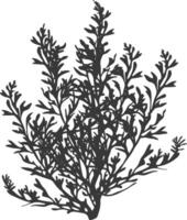 Silhouette seaweed plant black color only vector