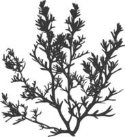 Silhouette seaweed plant black color only vector