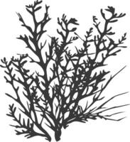 Silhouette seaweed plant black color only vector