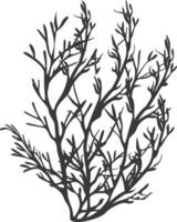 Silhouette seaweed plant black color only vector