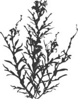 Silhouette seaweed plant black color only vector