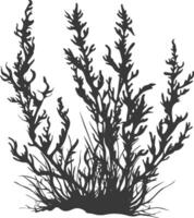 Silhouette seaweed plant black color only vector