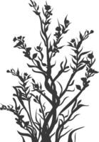 Silhouette seaweed plant black color only vector