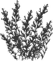 Silhouette seaweed plant black color only vector