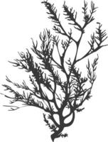 Silhouette seaweed plant black color only vector