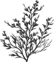 Silhouette seaweed plant black color only vector