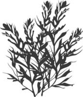 Silhouette seaweed plant black color only vector