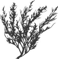 Silhouette seaweed plant black color only vector