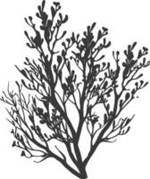 Silhouette seaweed plant black color only vector