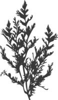 Silhouette seaweed plant black color only vector