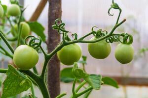 tomates verdes en una rama foto