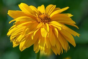 Closeup view of yellow flowers background photo