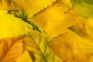 Yellow autumn leaves as background, texture photo