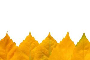 Closeup view of a row of the yellow autumn leaves isolated on a white background photo