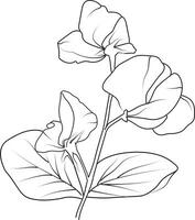 Cute flower coloring pages, sweet pea and daisy drawing, sweet pea flower drawing, Hand drawn botanical spring elements bouquet of Allamanda cathartica line art coloring page, easy flower drawing vector
