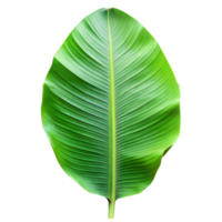 Close-up of a single vibrant green banana leaf with detailed veins on a transparent background png