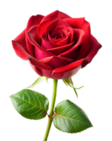 A detailed red rose with lush green leaves stands against a transparent background png