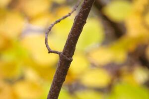 Abstract view of dry branch against a background of yellow autumn leaves photo