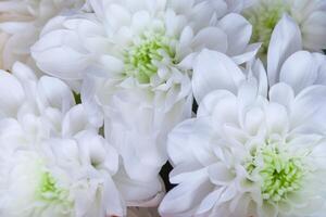 Flowers of white chrysanthemums with green centre as background photo