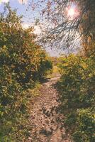 The autumn path is dotted with fallen leaves illuminated by the sun in the backlight photo