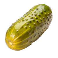 A single fresh green pickle with bumpy texture isolated on a transparent background in studio light png