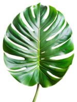 beschwingt Monstera Blatt gegen ein transparent Hintergrund, Hervorheben es ist Textur und Struktur png