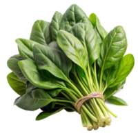 A bundle of vibrant green spinach leaves bound together with a string, displayed with a transparent background png