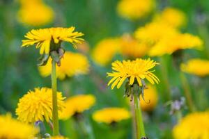 Close up of blooming yellow dandelion flowers photo