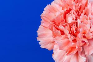 Fragment of a red flower of carnation on a blue background with copy space photo