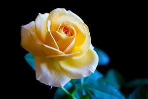 Yellow rose on a black background photo
