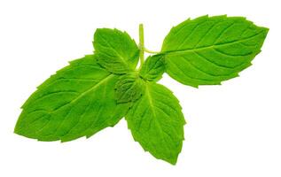 A bunch of of mint leaves isolated on white background photo