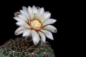 flor de cactus gymnocalycium quehliano foto