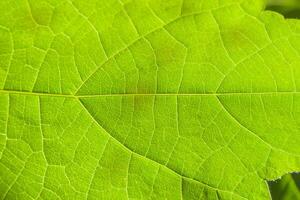 Texture of a green leaf as background photo