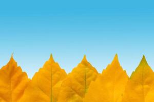 Closeup view of a row of the yellow autumn leaves a background of blue gradient backdrop photo