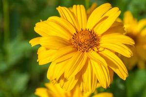 Closeup view of yellow flowers background photo