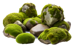 Moss growing on rocks on transparent background png