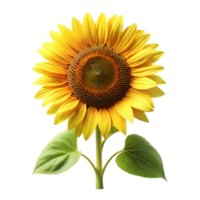 Large sunflower with green leaves on transparent background png