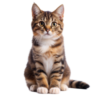 A cat with a white belly and black stripes png