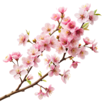 Blooming pink cherry blossoms against a transparent background png