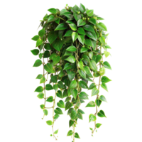 Lush green potted hanging plant isolated on transparent background png