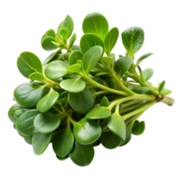 A fresh bunch of green purslane with thick, succulent leaves arranged against a transparent background png