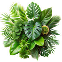 Lush tropical plant arrangement against transparent background png