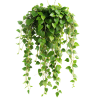 Lush green pothos plant hanging against transparent background png