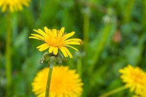 Close up of blooming yellow dandelion flowers photo