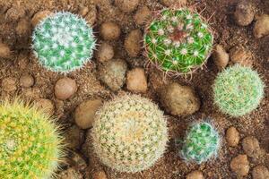 Garden of small cacti as background photo