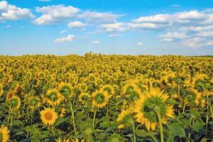 Sunflower field, sunflowers turned in the opposite direction photo