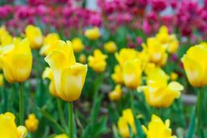 amarillo y rosado tulipán campo foto