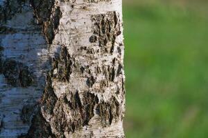 View of a birch bark closeup against a forest in bokeh photo