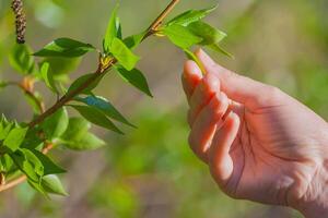 Hand touching a leaf on a tree against beautiful out of focus background photo