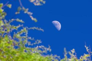 View of half moon disk on the evening sky through the branches of trees photo